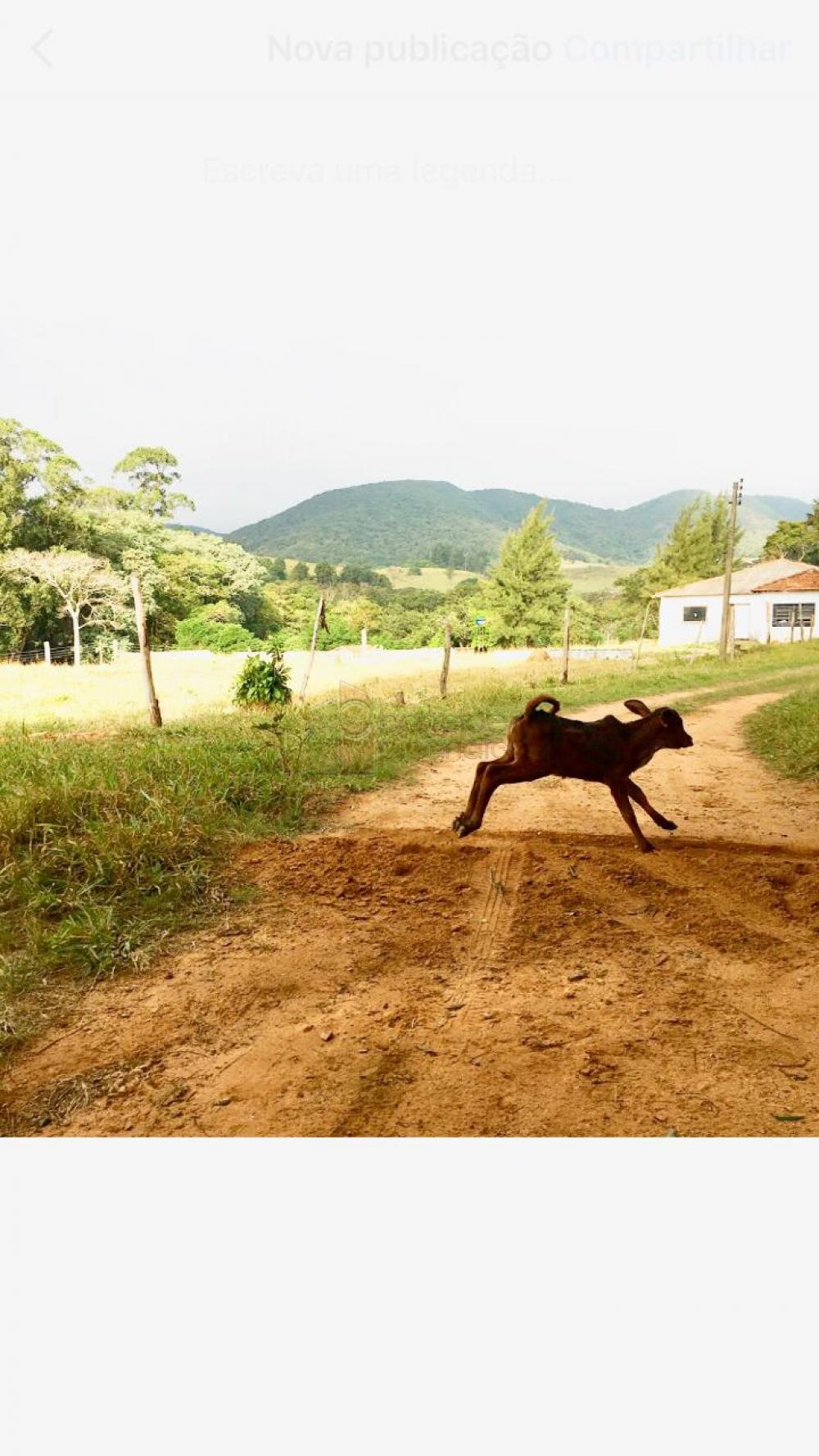 Alugar Sítio / Padrão em Cabreúva R$ 14.000,00 - Foto 2