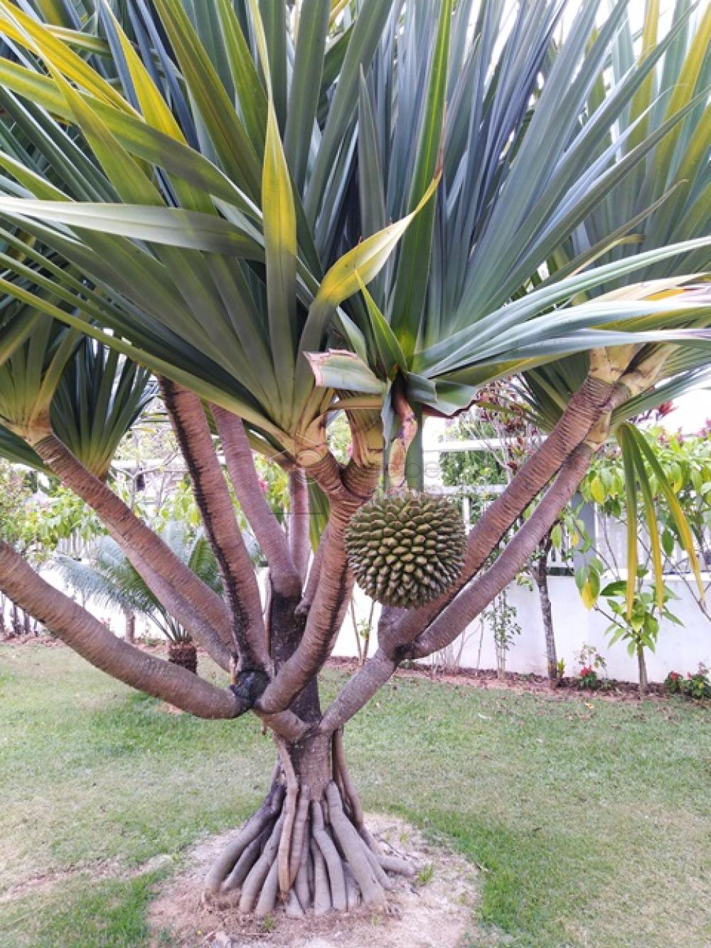 Alugar Casa / Condomínio em Itatiba R$ 20.000,00 - Foto 5