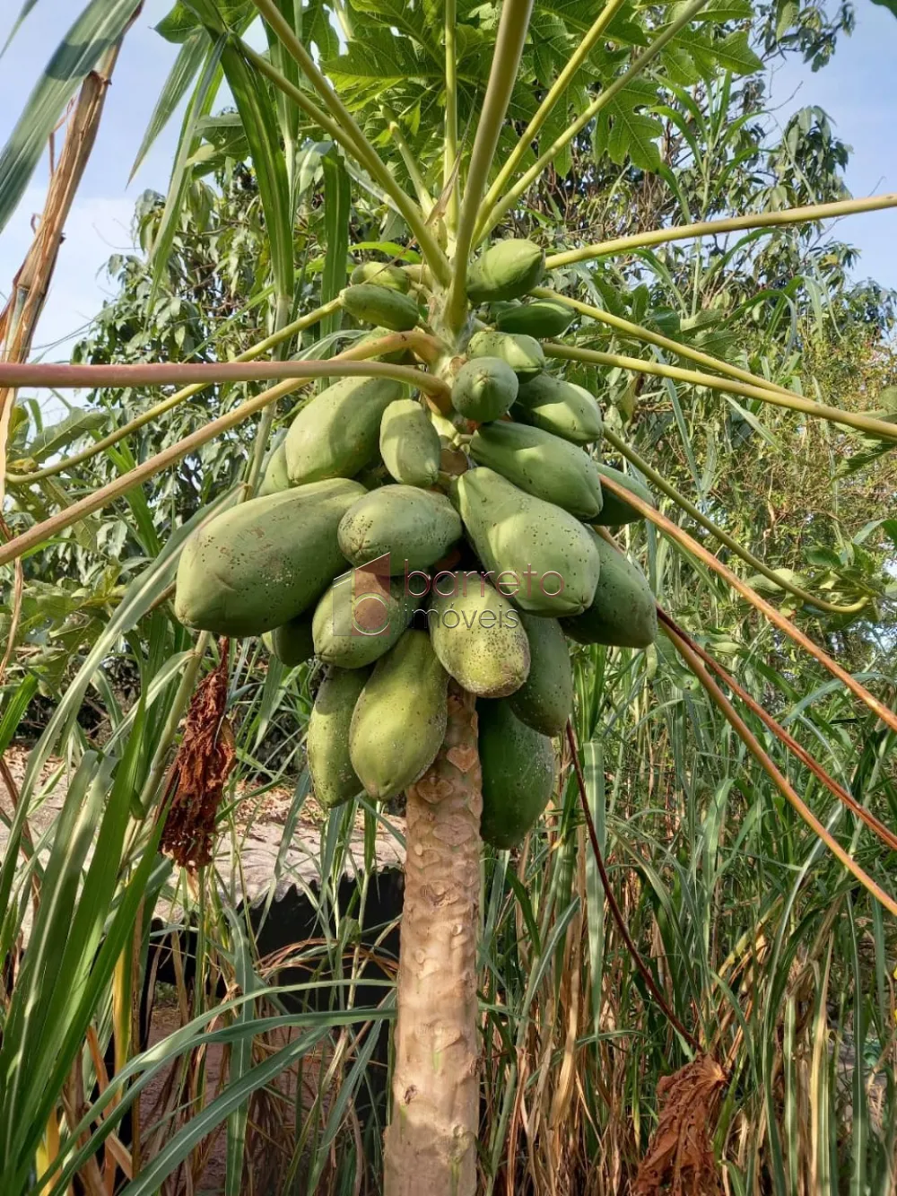 Alugar Sítio / Padrão em Jundiaí R$ 10.000,00 - Foto 6