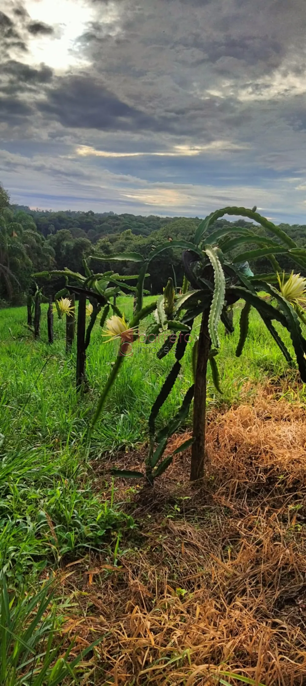 Alugar Sítio / Padrão em Jundiaí R$ 10.000,00 - Foto 15